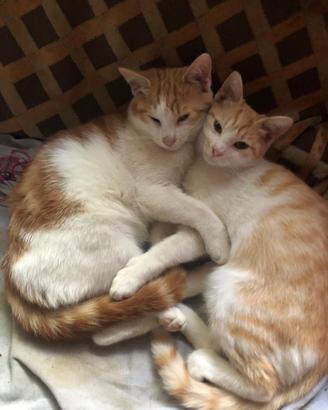 GATTINI 1 anno maschio e femmina