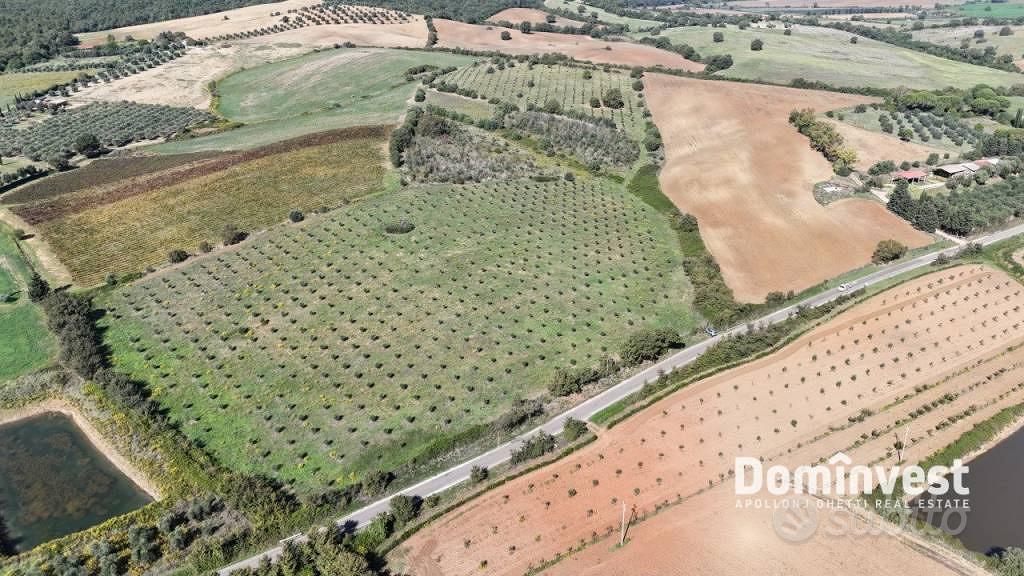 Terreno di 116000 m² a Capalbio - Vista 4