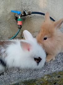Cuccioli coniglio testa di leone