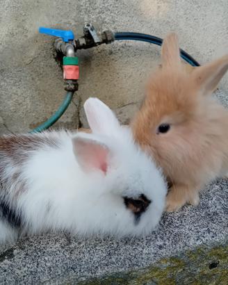 Cuccioli coniglio testa di leone