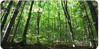 Bosco ceduo e castagneto