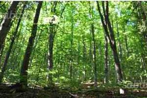 Bosco ceduo e castagneto