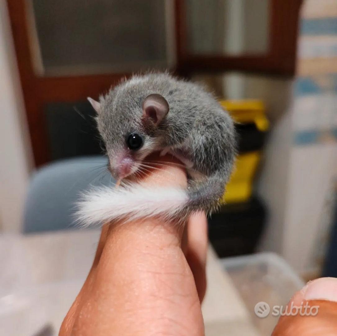 Mini Ghiri Africani - Animali In vendita a Taranto