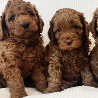 Cuccioli barboncino toy red maschi femmine