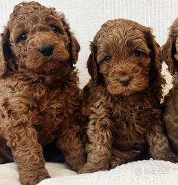 Cuccioli barboncino toy red maschi femmine