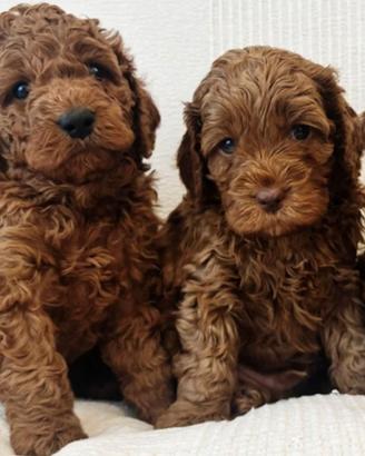Cuccioli barboncino toy red maschi femmine