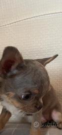 Cucciolo 4 mesi maschio Chihuahua
