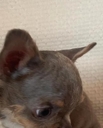 Cucciolo 4 mesi maschio Chihuahua