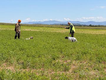 Setter inglese pronto caccia con pedigree