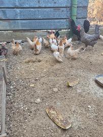 Galline serama