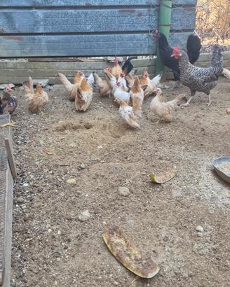Galline serama