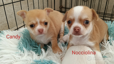 Chihuahua femmine