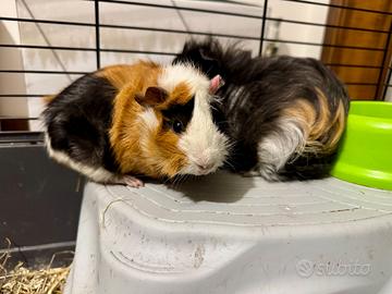 Due porcellini d'india