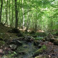 Boschi in Monte Bedea