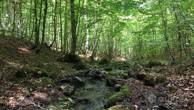 Boschi in Monte Bedea
