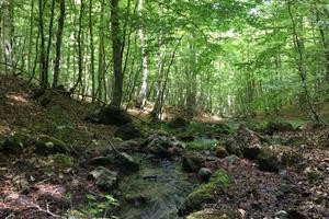 Boschi in Monte Bedea