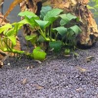 Endler maschi e femmine