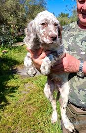 Cuccioli di setter inglese