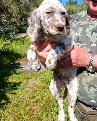 Cuccioli di setter inglese