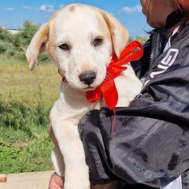 Jake,non deve finire in canile