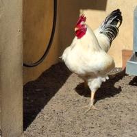 Galli Ermenillata di Rovigo e Pepoi