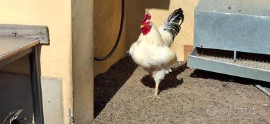 Galli Ermenillata di Rovigo e Pepoi