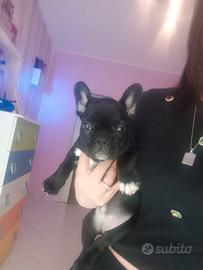 Cucciola bulldog francese