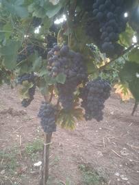 barbera del sannio  , Campoli Monte Taburno 