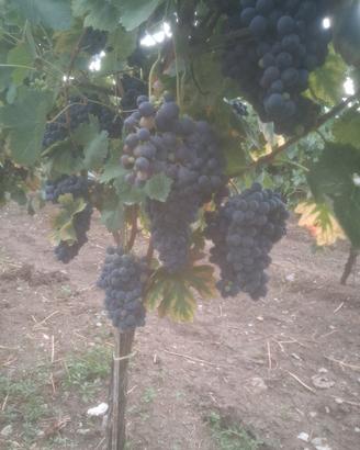 barbera del sannio  , Campoli Monte Taburno 
