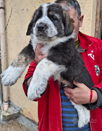 Disponibile cuccioli razza Pastore di Asia Central