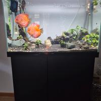  acquario
