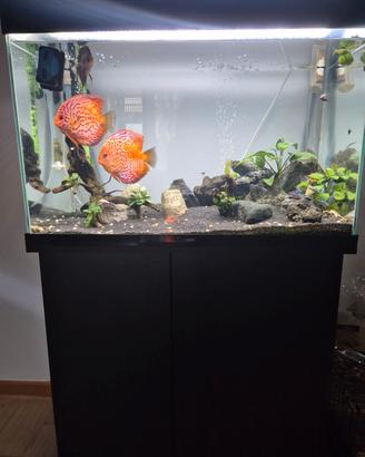 acquario