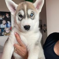 Cucciolo siberian husky