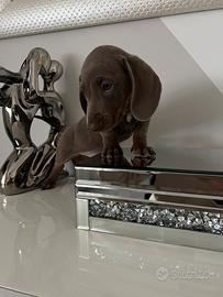 RONNY, bassotto nano Isabella