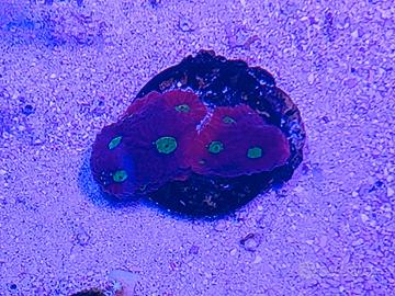 Favites war coral