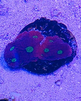 Favites war coral