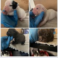 Bulldog francese esotico
