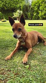 Cane Zwergpinscher