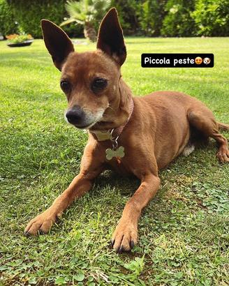 Cane Zwergpinscher