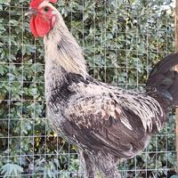 Gallo