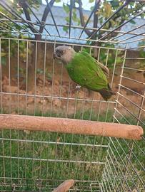 Femmina di pappagallo del Senegal
