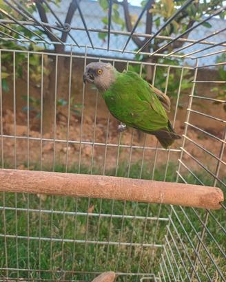 Femmina di pappagallo del Senegal