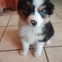 Ultimi 3 cuccioli di pastore australiano