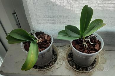 Orchidee Phalaenopsis 