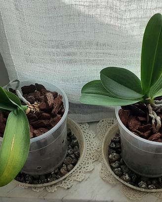 Orchidee Phalaenopsis 