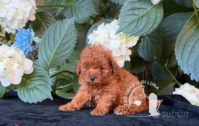 Cuccioli Barboncino Toy - 2 Mesi