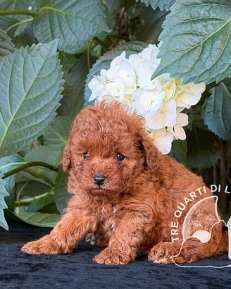 Cuccioli Barboncino Toy - 2 Mesi