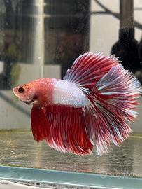 Betta maschio