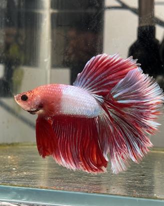 Betta maschio
