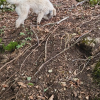 Cane da Tartufo